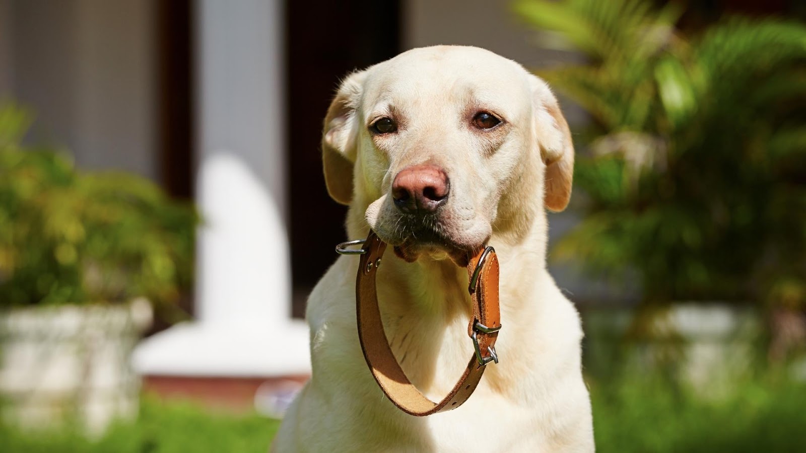 LED Pet Collar