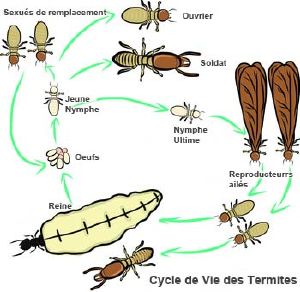 Une résidence du Moufia infestée de termites