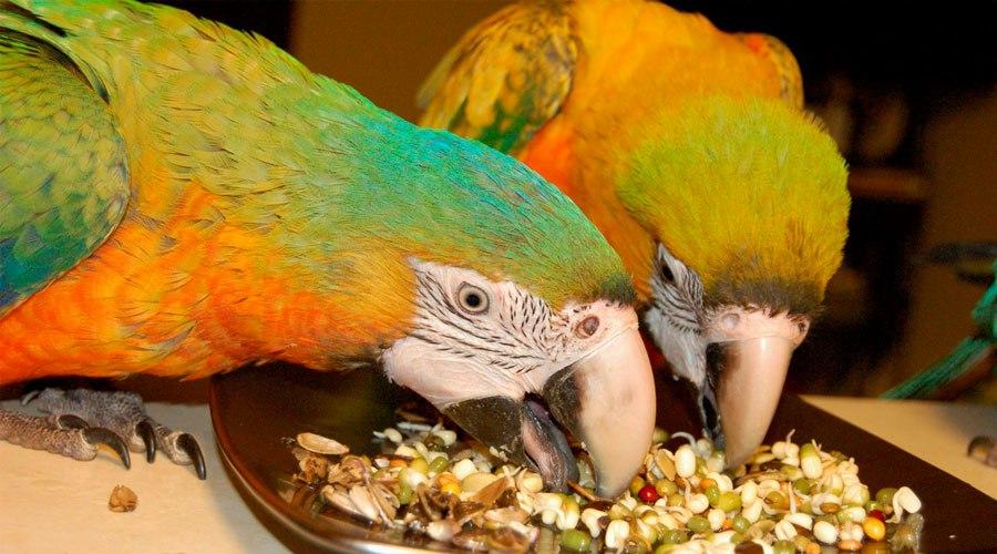 Can Parrots Eat Pistachio Nuts