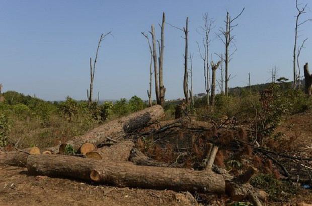 Việt Nam bán tín chỉ rừng và thu được 1.200 tỷ đồng trong năm 2023