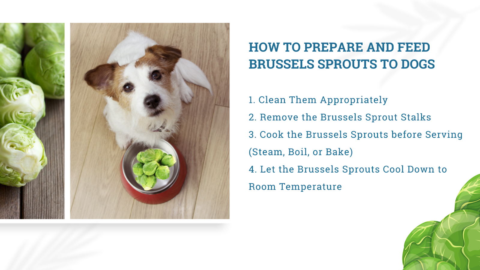 How to prepare and feed brussels sprouts to dogs