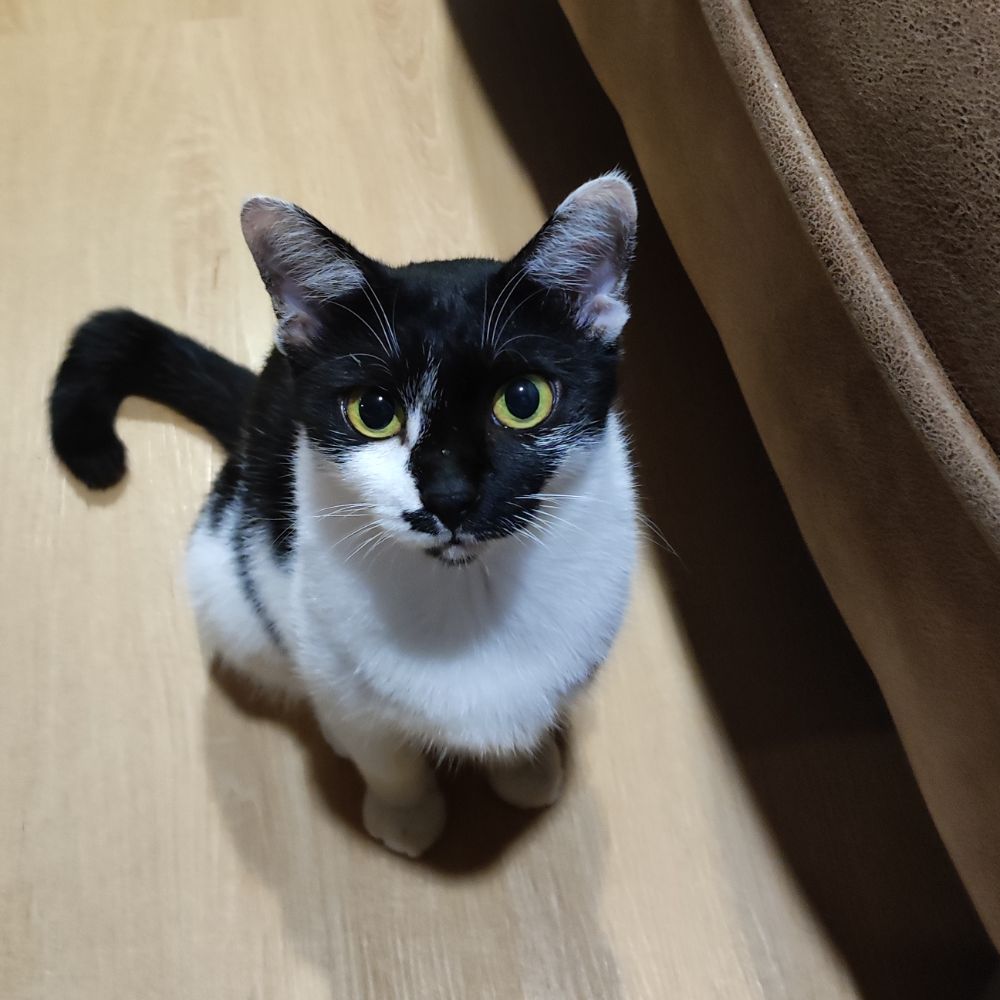 Luna the cute tuxedo cat staring at you begging for food