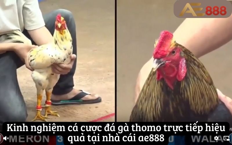 Kinh nghiệm cá cược đá gà thomo trực tiếp hiệu quả tại nhà cái ae888