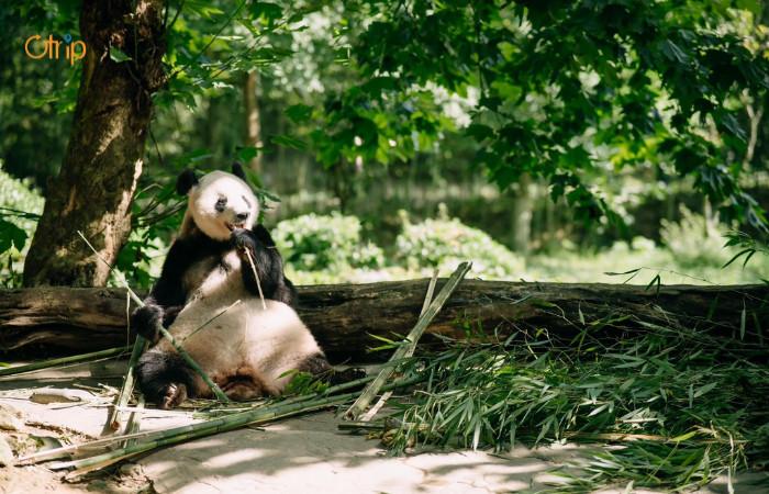 A panda bear sitting on a log eating bamboo

Description automatically generated