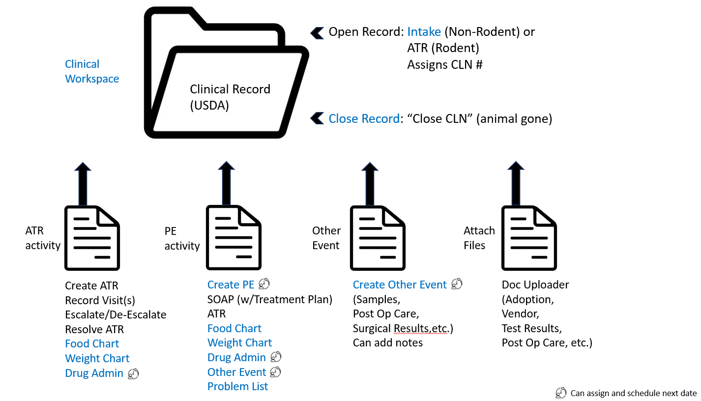 Diagram of Clinical Record (USDA) folder. Open Record via Intake (non-rodent), or ATR (rodent) assigns CLIN#