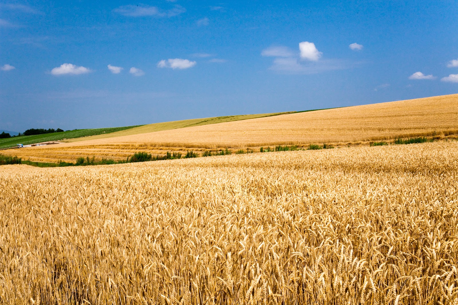 国産小麦の種類