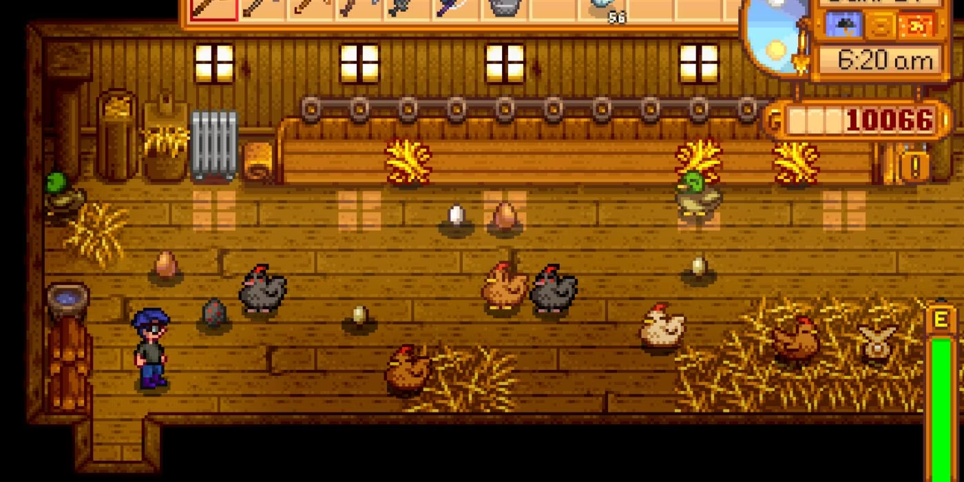 Chicken Stardew Valley