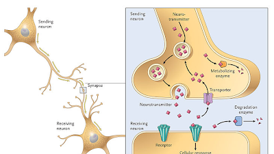 SUEÑO, CEREBRO Y APRENDIZAJE