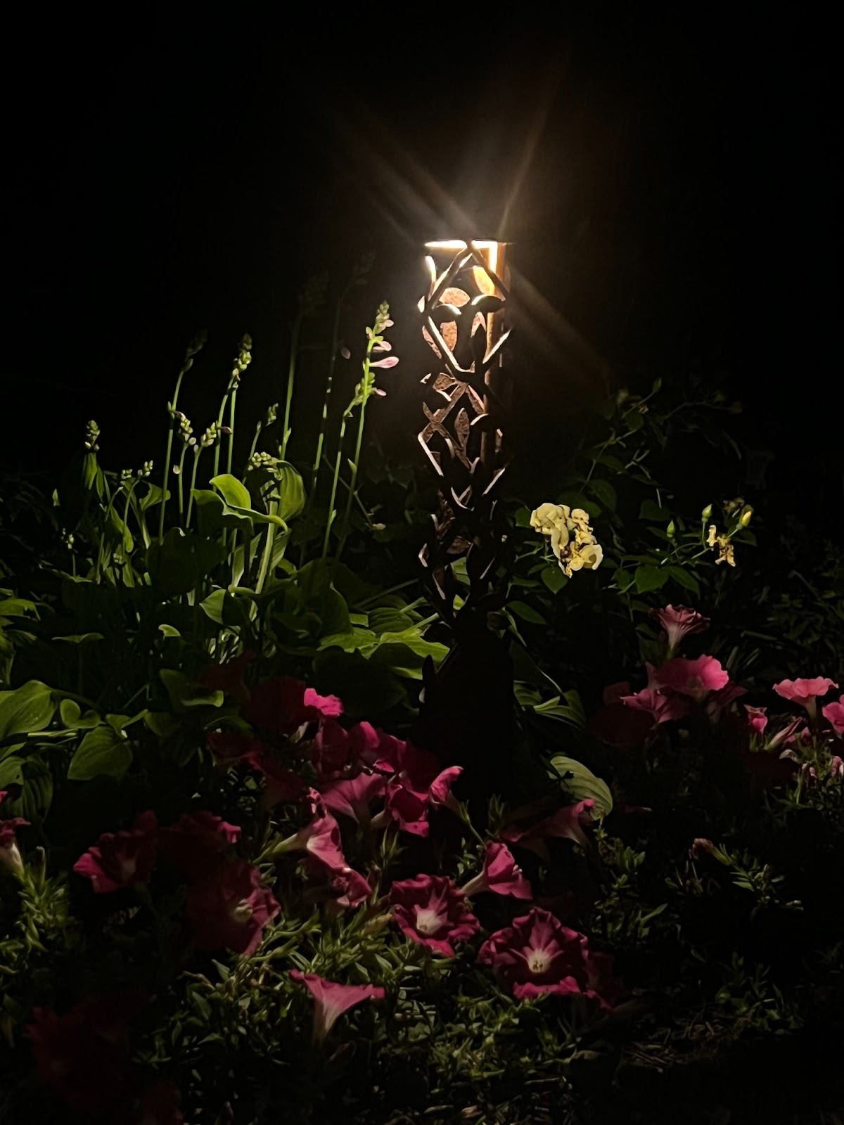 Plants and flowers are illuminated by landscape lighting