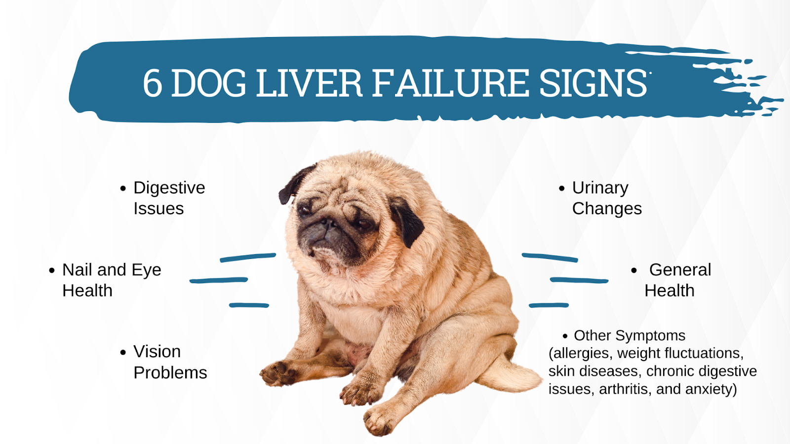 Dog liver failure signs