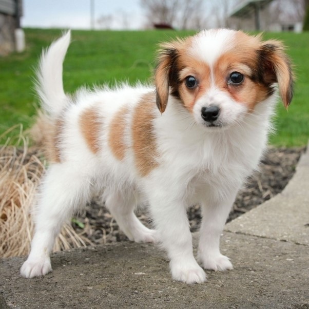 papillon puppy