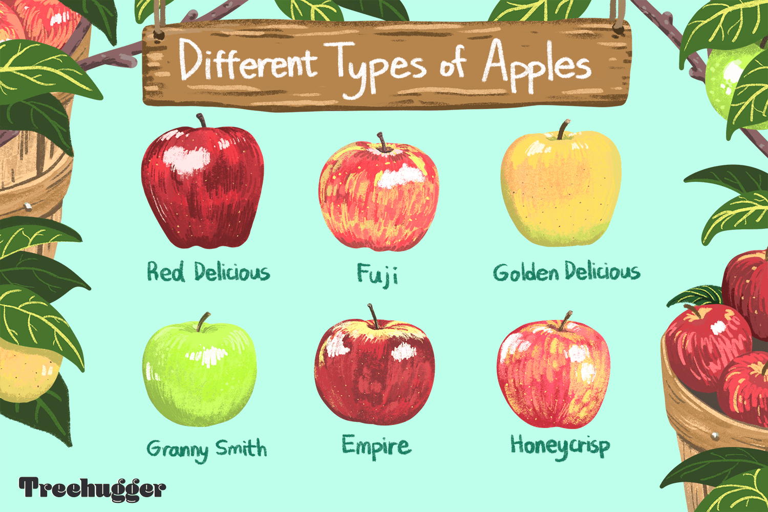 Different Types of Apples