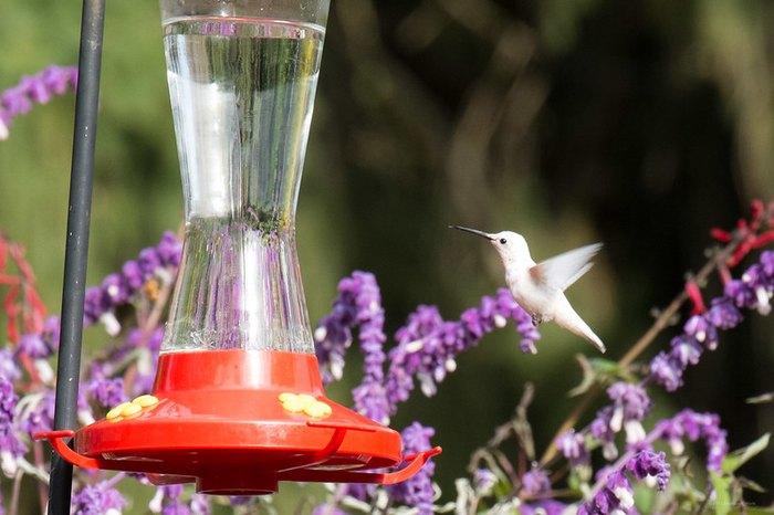 A hummingbird flying next to a bird feederDescription automatically generated