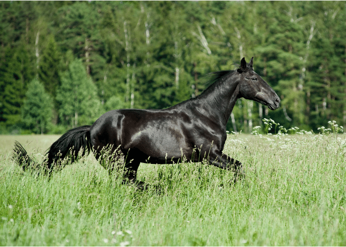 Black Forest Horse