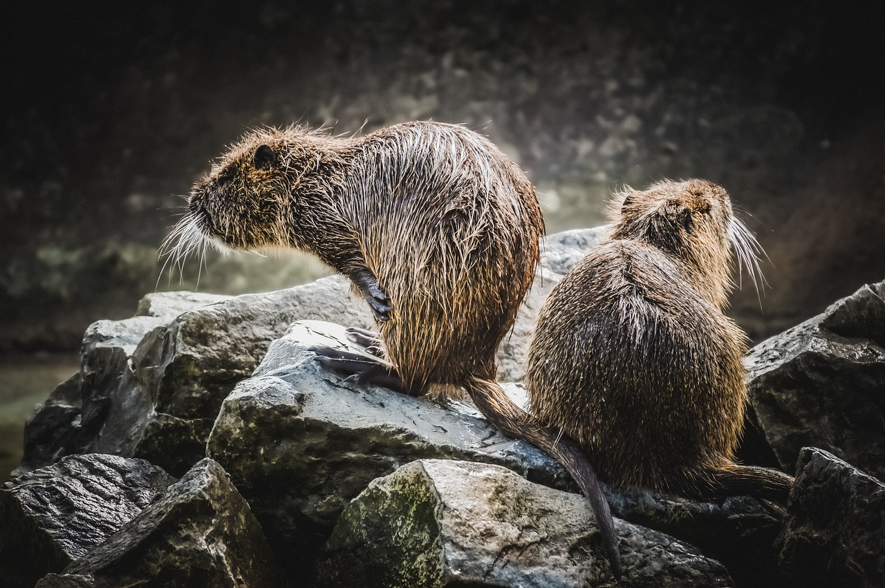 Two beavers stand on a bed of rocks.