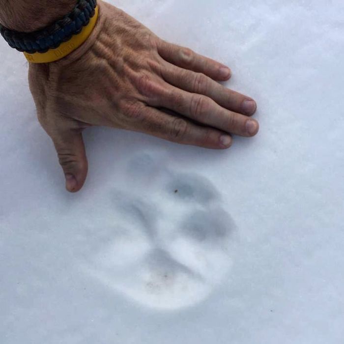 Meet The Canada Lynx Cat With Paws As Big As A Human Hand