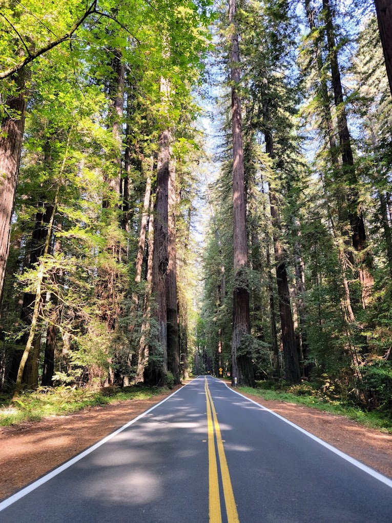 san francisco to crescent city on highway 1 road trip 