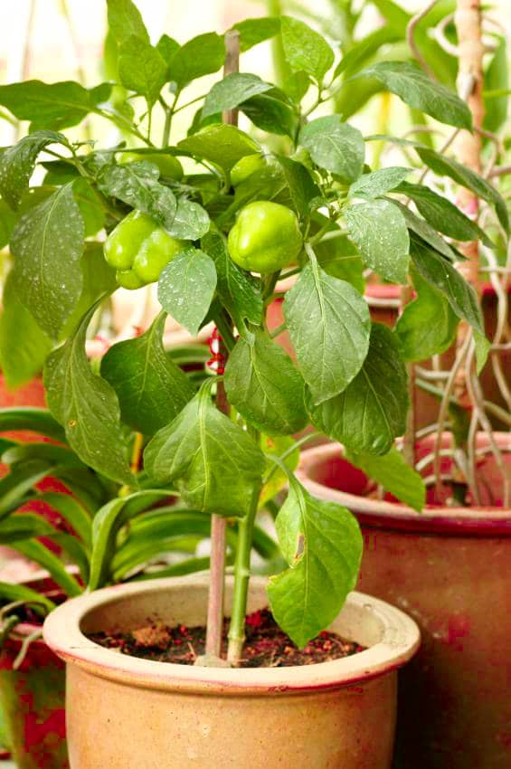 How tall do bell pepper plants grow in pots