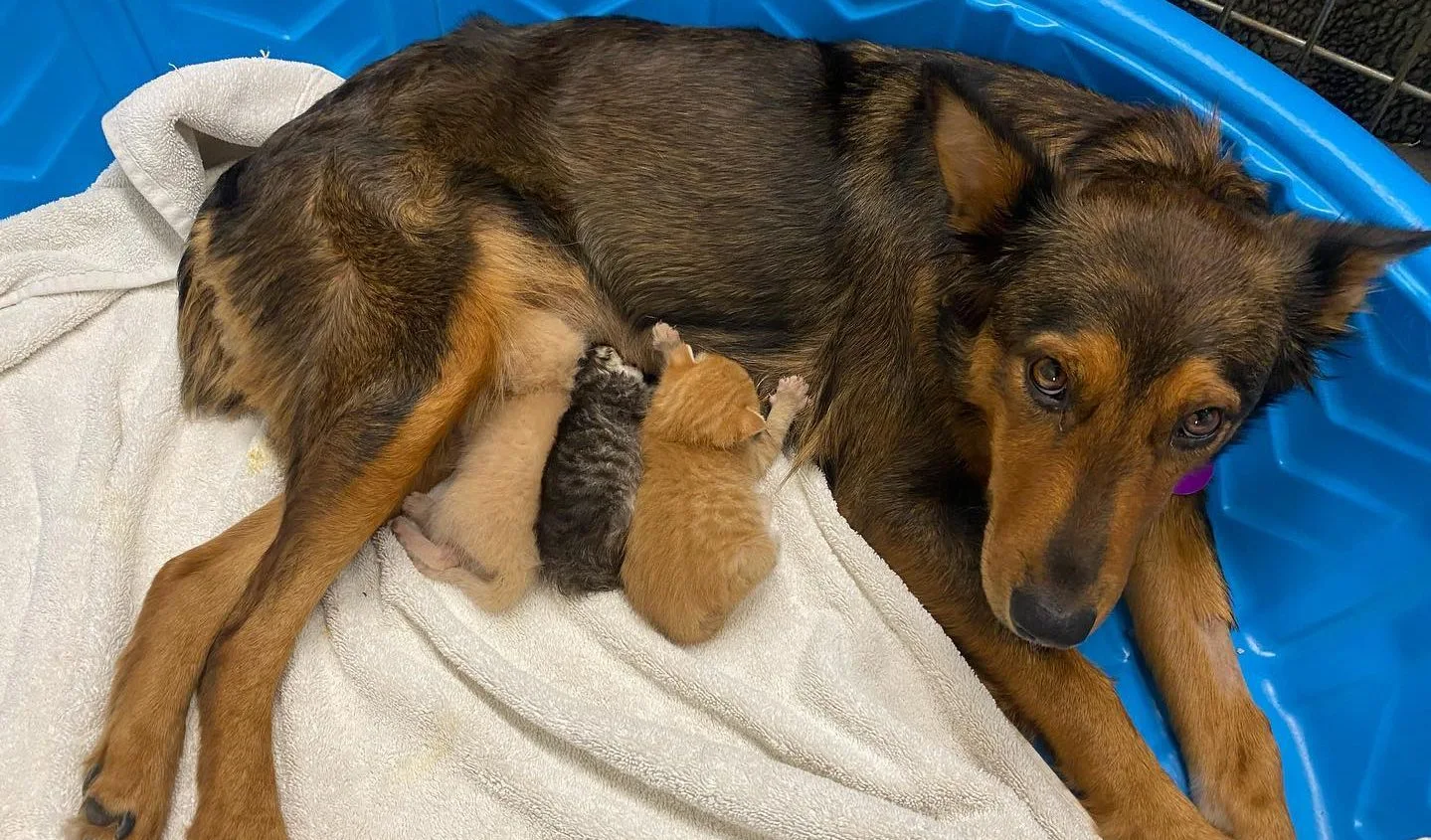 Adorable Journey, Rescued Pup, Meaning, Unwavering Affection, Surrogate Mom, Three Precious Kittens