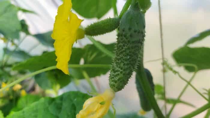 how to grow cucumbers in pots