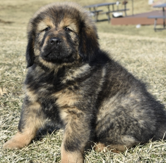 tibetan mastiff