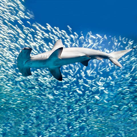 Hammerhead Shark in Banda Sea