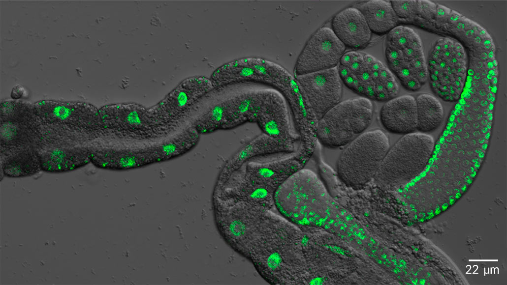 protein microscopy