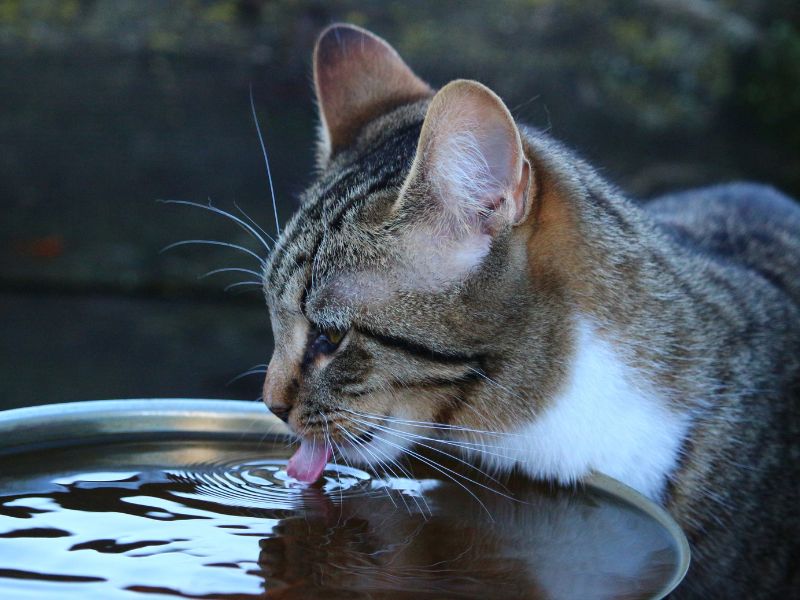cat-hydration