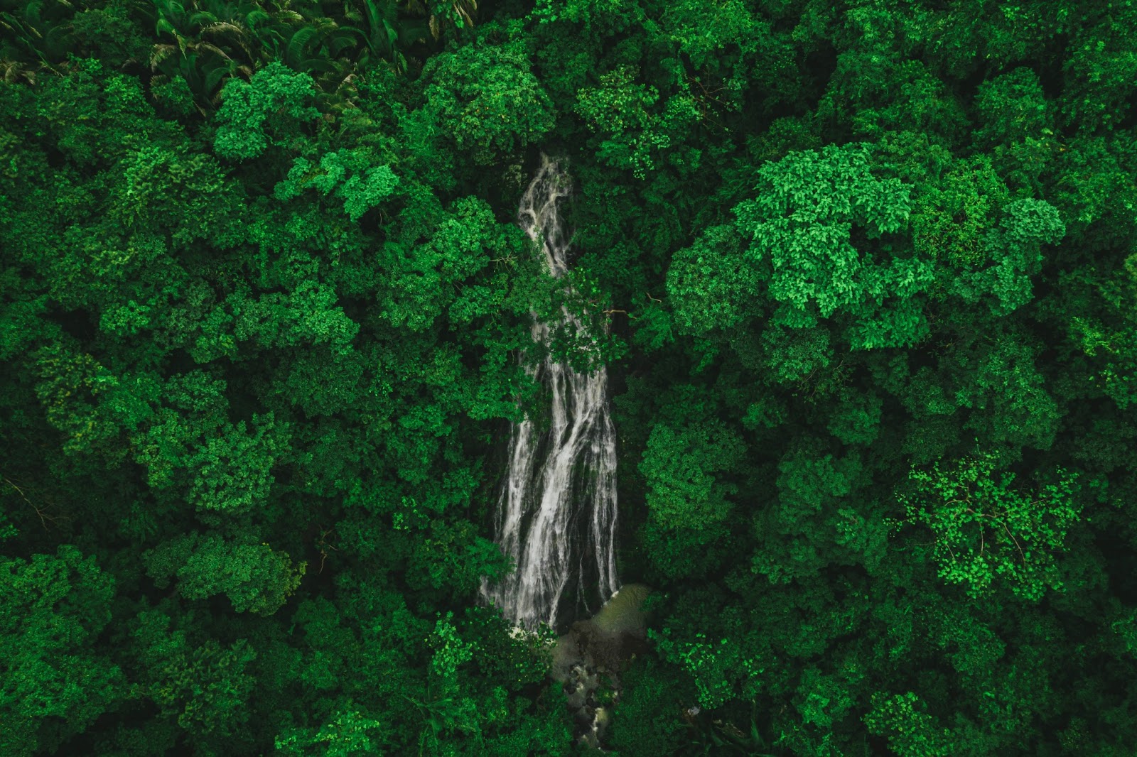 An Ariel view of the jungle canopy, experiencing adventure in Puerto Vallarta's natural surroundings and waterfalls.