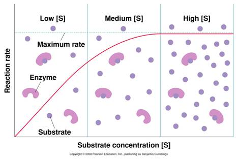 http://bioserv.fiu.edu/~walterm/Fund_Sp2004/lec3_cell_metab/cell_metabolism_files/image014.jpg