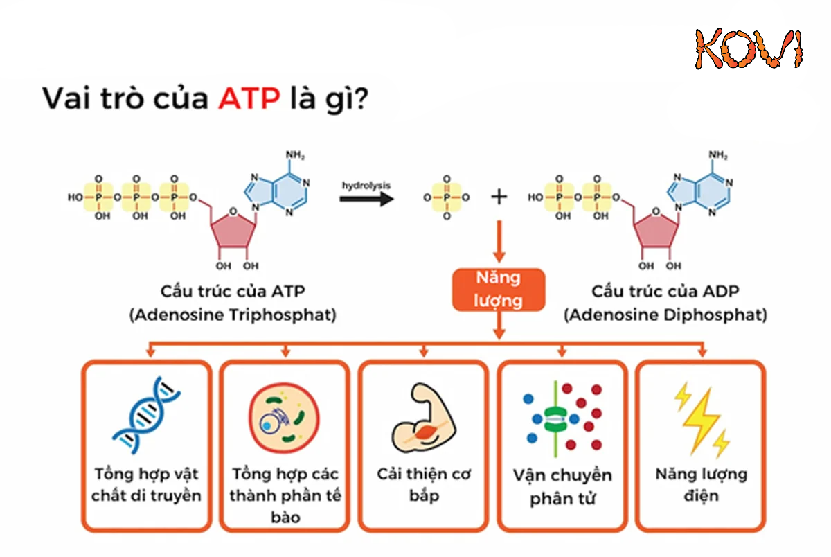 Adenosine truyền tải năng lượng