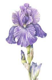 Flowers — Botanical Artist & Illustrator, Learn to draw Art Books, Art  Supplies, Workshops