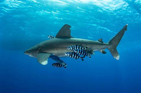 Un exemple de symbiose commensaliste : un requin aide au déplacement de poissons