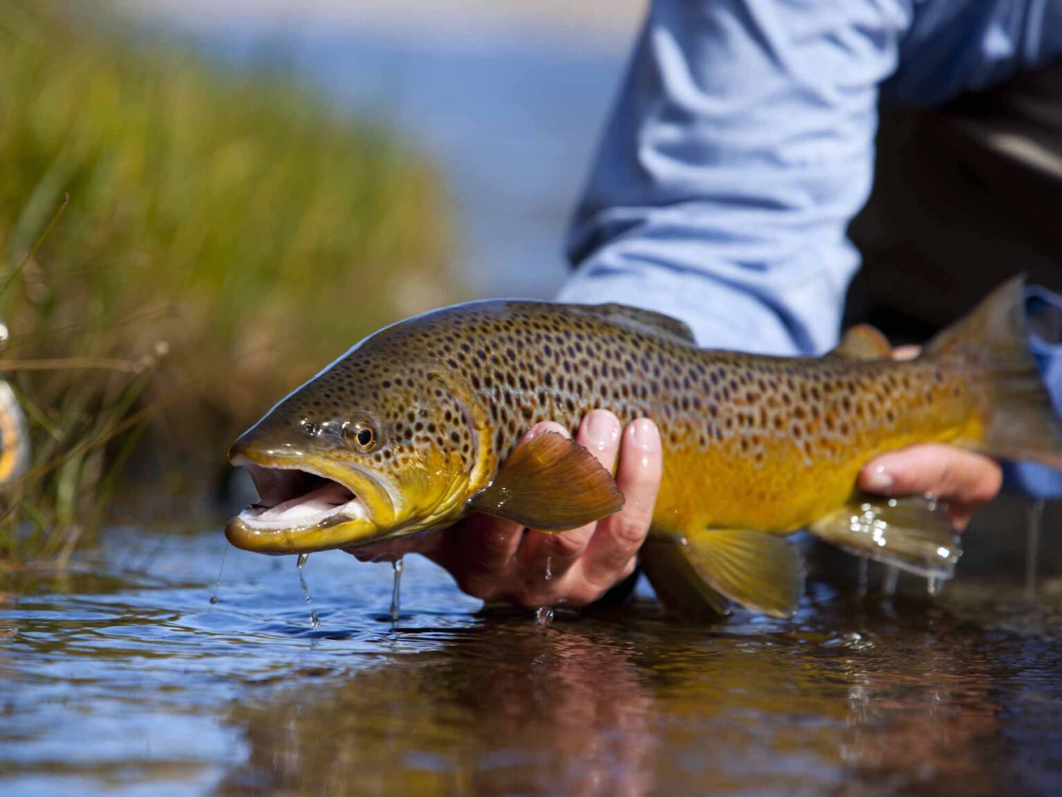 Fly Fishing In Beaver Creek