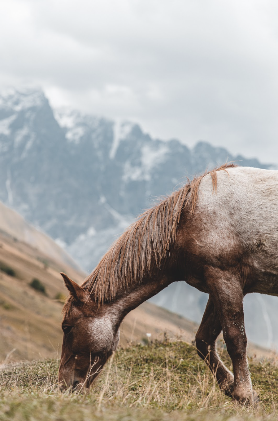 Horse grazing in fields in front of the mountains
