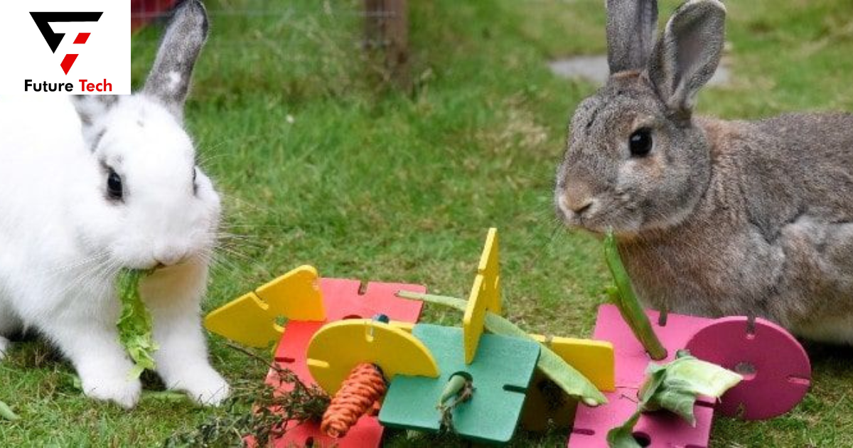 Can rabbits eat cardboard? Rabbitrunway