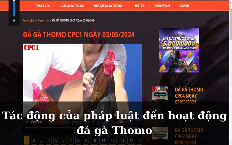 Tác động của pháp luật đến hoạt động đá gà Thomo