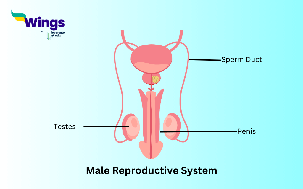 Class 8 Science Chapter 6: Reproduction in Animals: Male Reproductive System