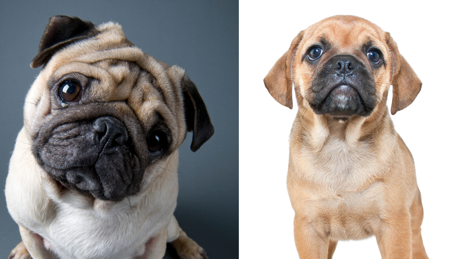 Side by side image of a normal modern pug next to a retro pug puppy to show differences in skull shape