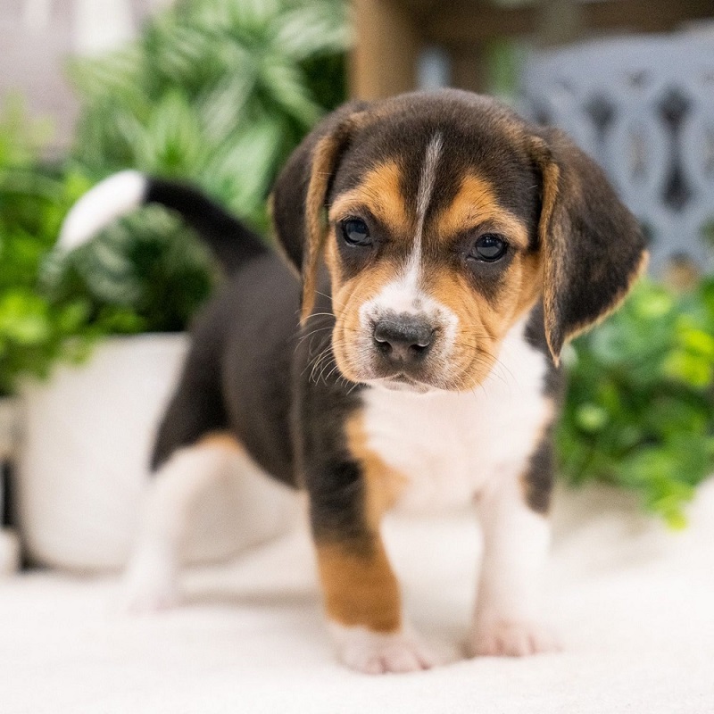 beagle puppy breed