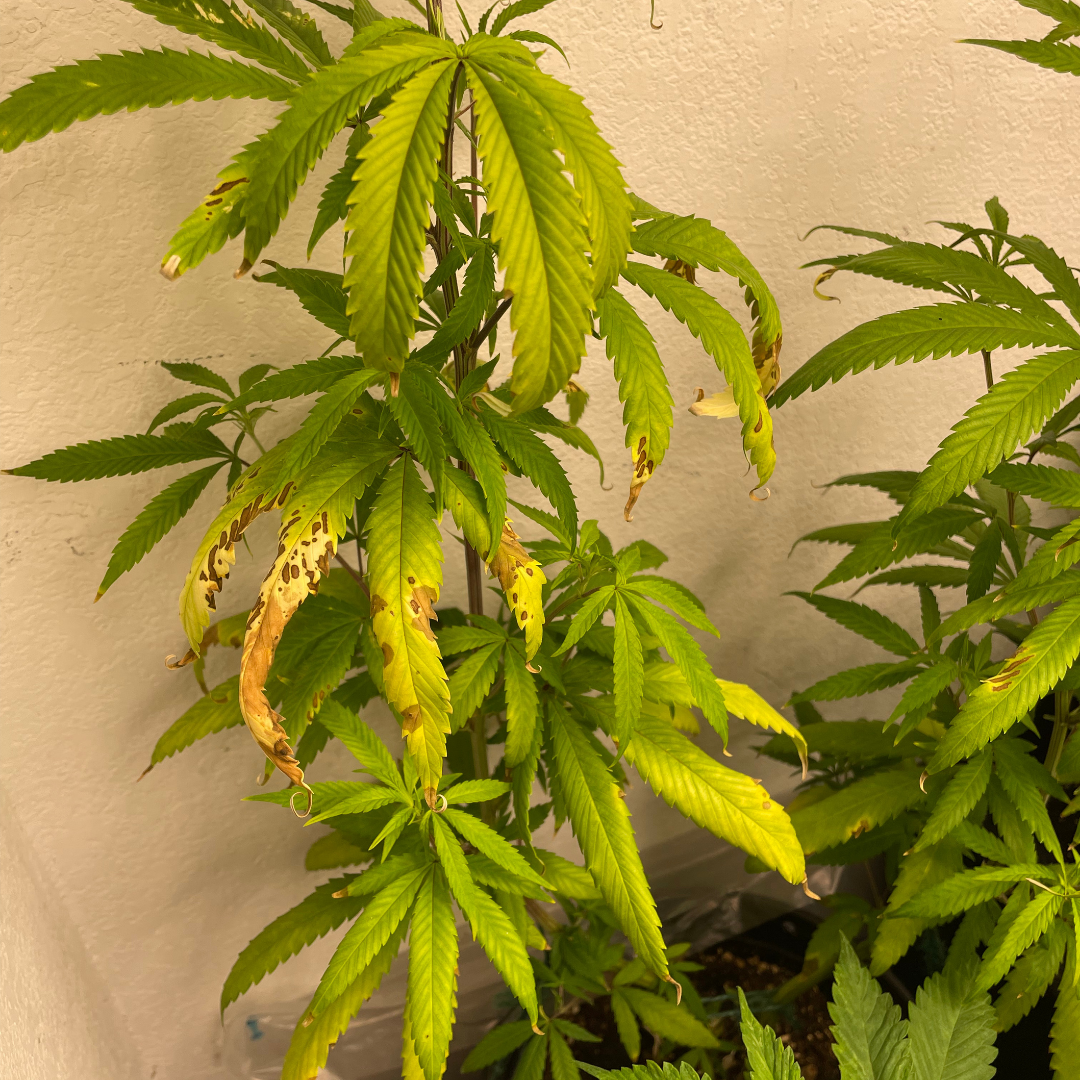 Cannabis Plants with Nutrient Deficiencies
