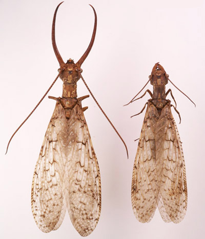 Male and female eastern dobsonflies, Corydalus cornutus (Linnaeus), showing differences in mandibles and antennae. 
