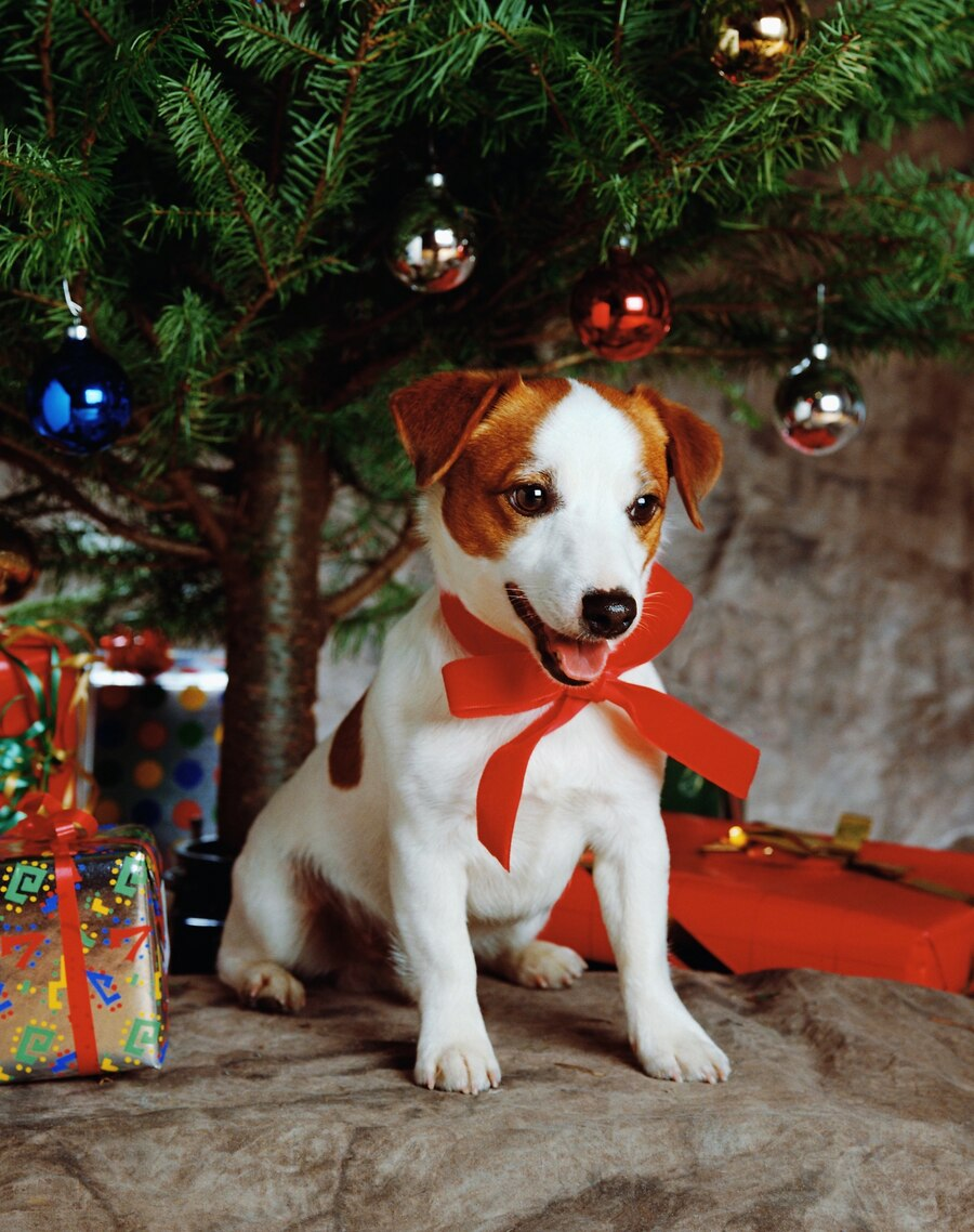 A cute dog with a red ribbon sitting under a Christmas tree.
