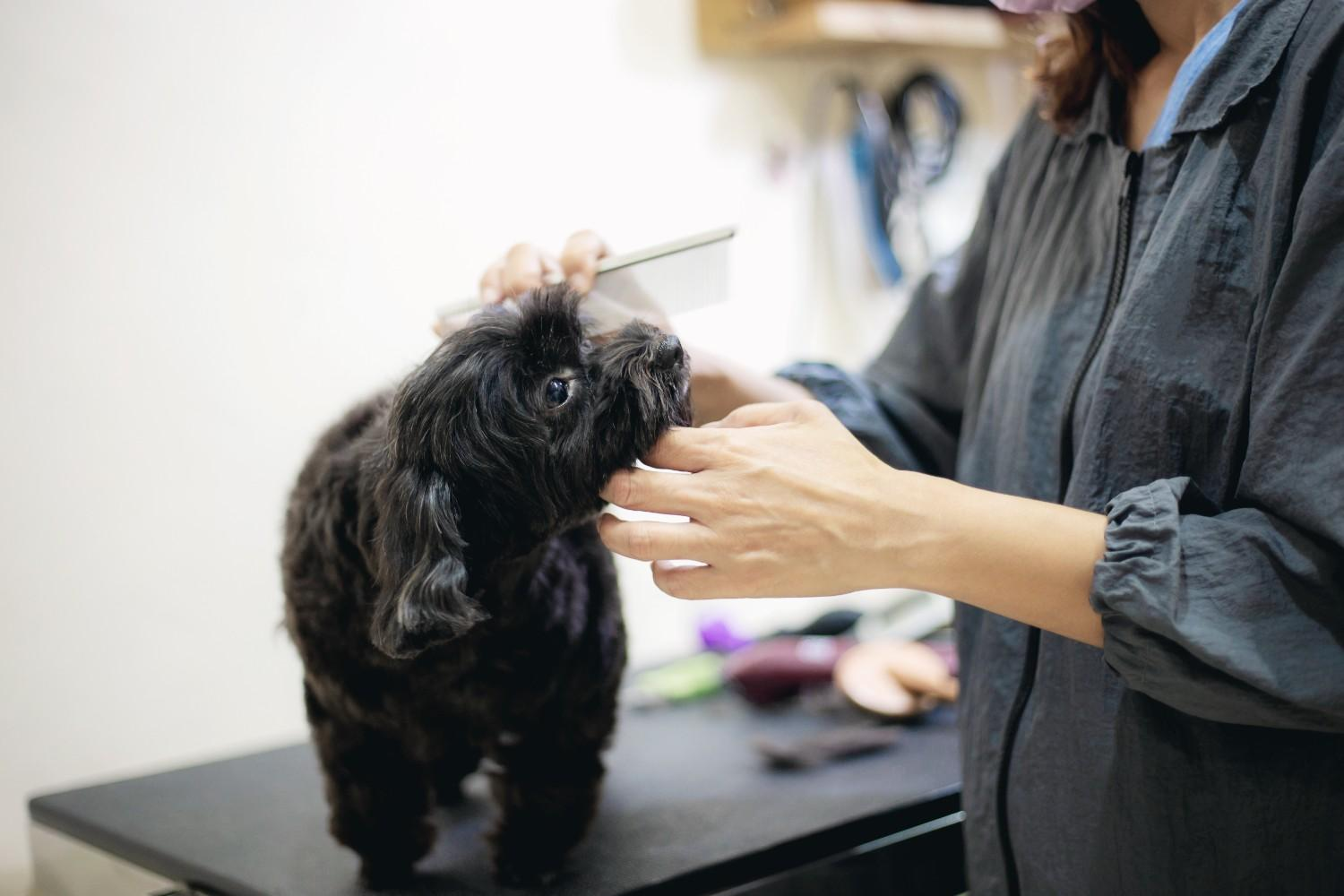 Professional pet grooming