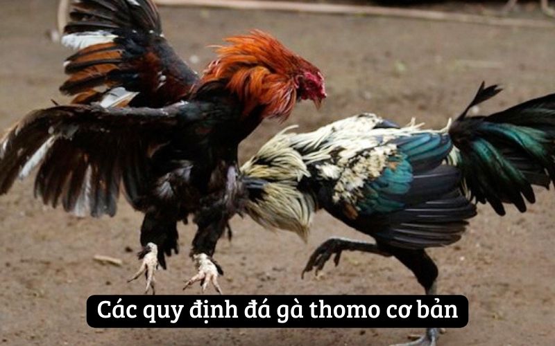 Các quy định đá gà thomo cơ bản