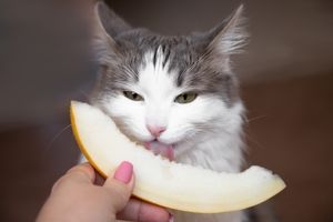 les fruits sont sains pour les chats