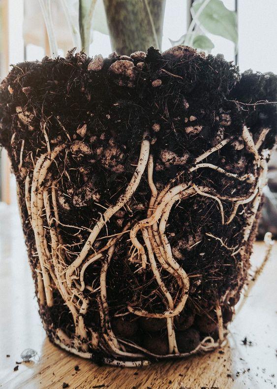 Pythium Root Rot