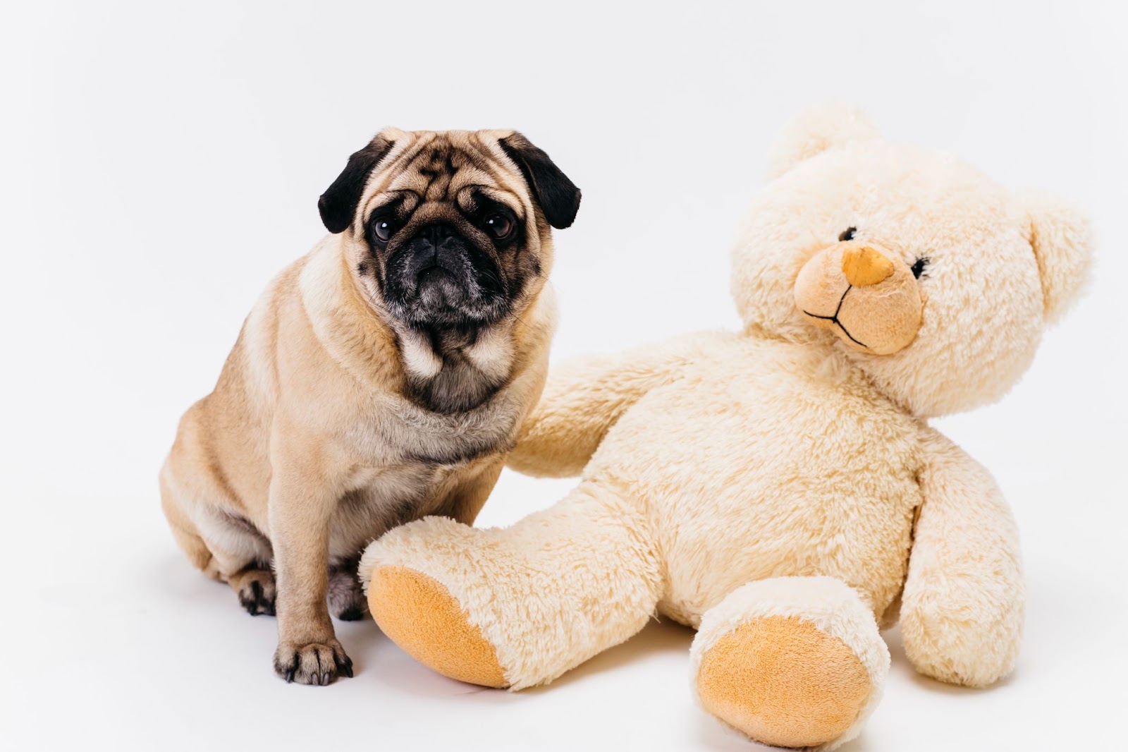 A cute dog looks into the camera with a big teddy bear next to him