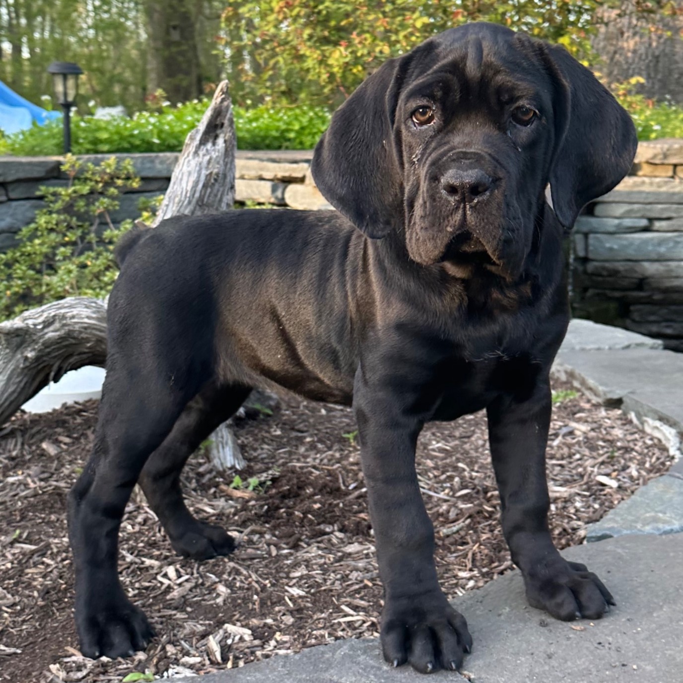 black cane corso puppy