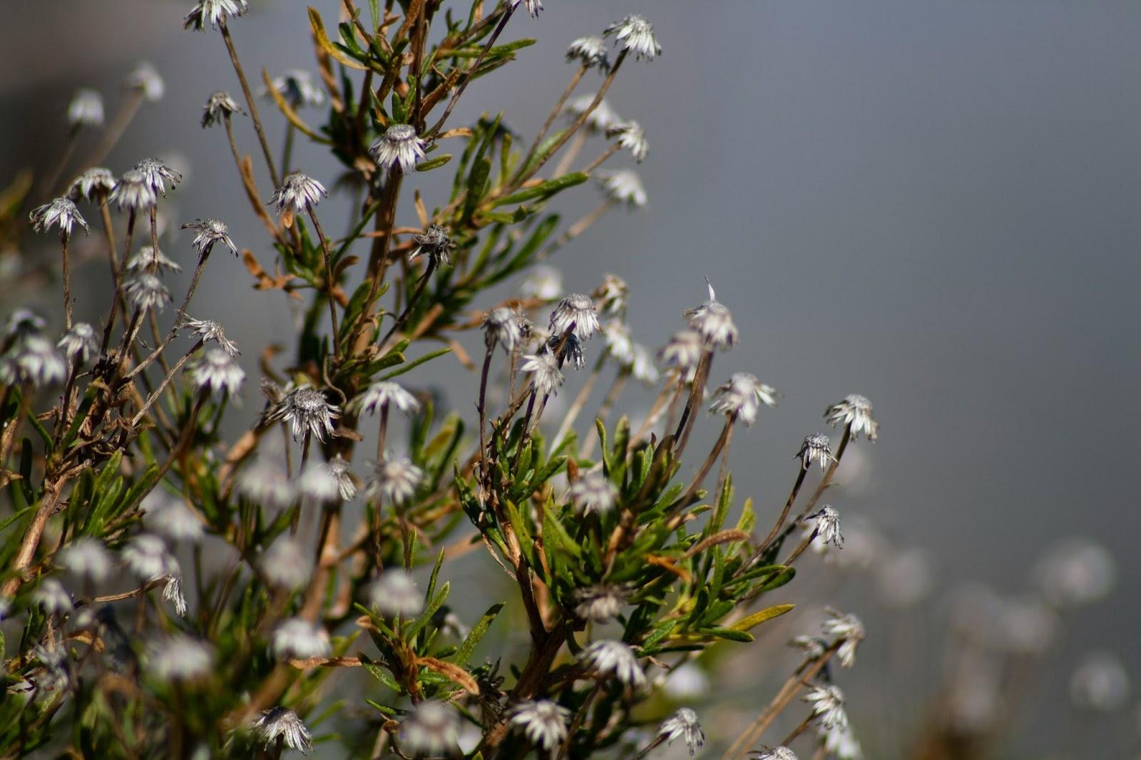 Close-up of the picturesque fynbos
